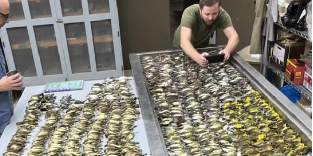 九游体育:自带导航系统的候鸟却容易栽在玻璃幕墙上?