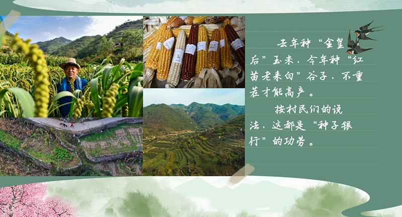 春耕时节 我们在行动_光明网(图36)