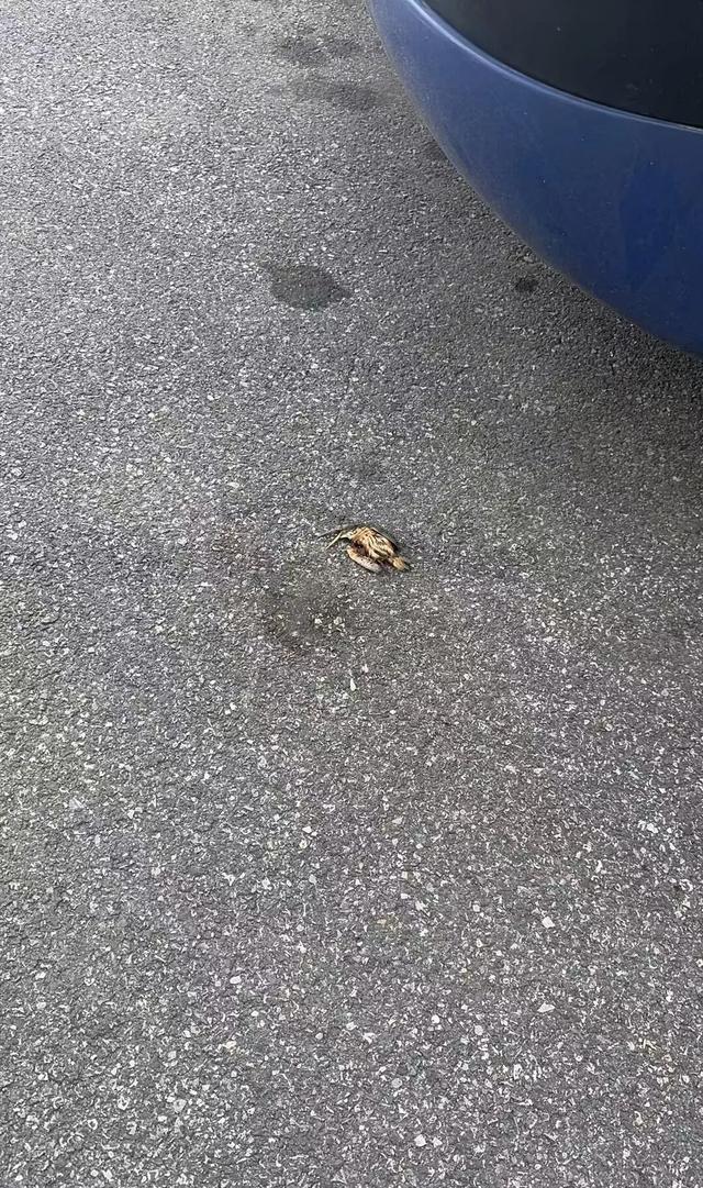 九游体育：武汉天河机场疑多只翠鸟撞玻璃死亡目击者：T3航站楼玻璃幕墙下看到5只翠鸟尸体；工作人员回应(图2)