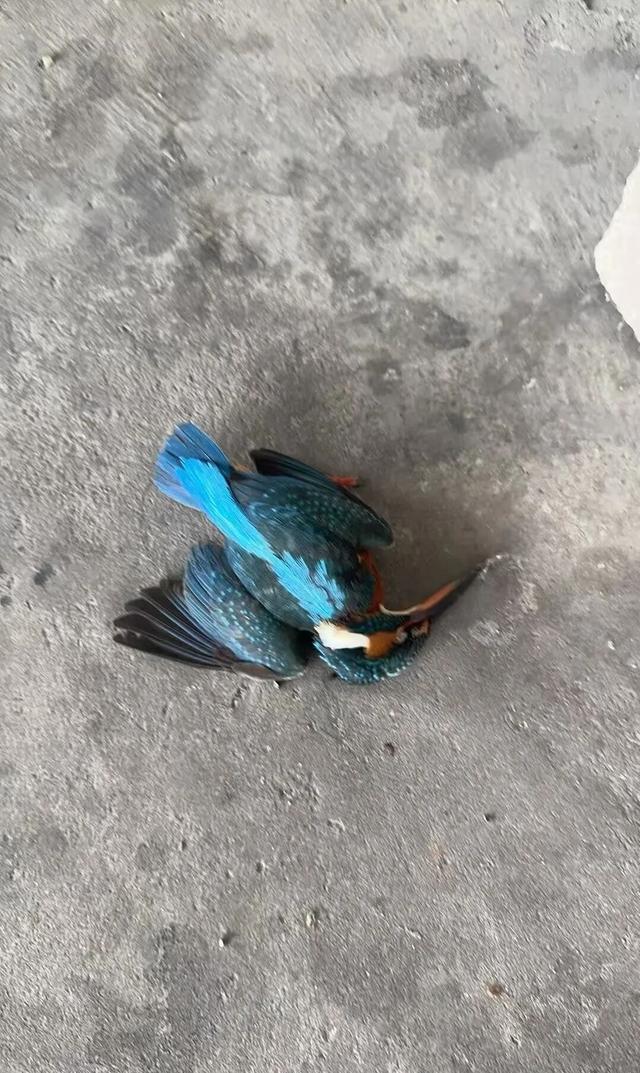 九游体育：武汉天河机场疑多只翠鸟撞玻璃死亡目击者：T3航站楼玻璃幕墙下看到5只翠鸟尸体；工作人员回应(图1)