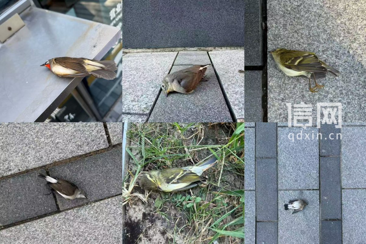 北京利星行中心写字楼玻璃幕墙频发鸟撞多方会商后防护方案仍暂未出台(图1)